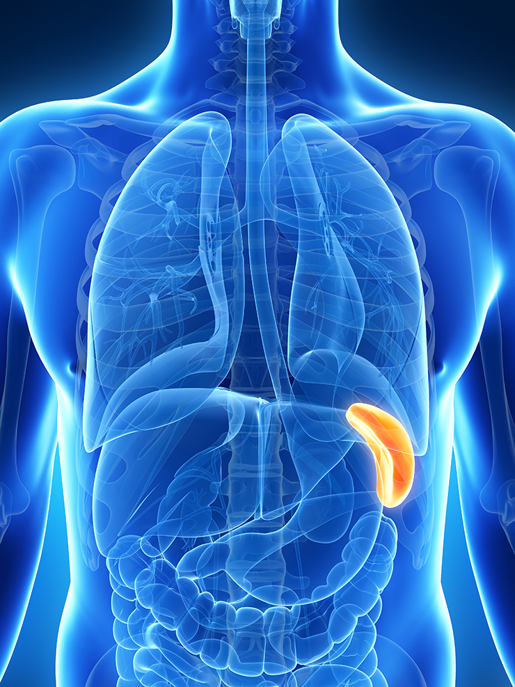 人間ドックのベーシックな検査で「脾臓」をチェック!