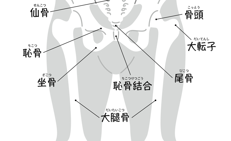 骨盤は身体のかなめ！　大腿骨頭窩が変形すると何が起こる？